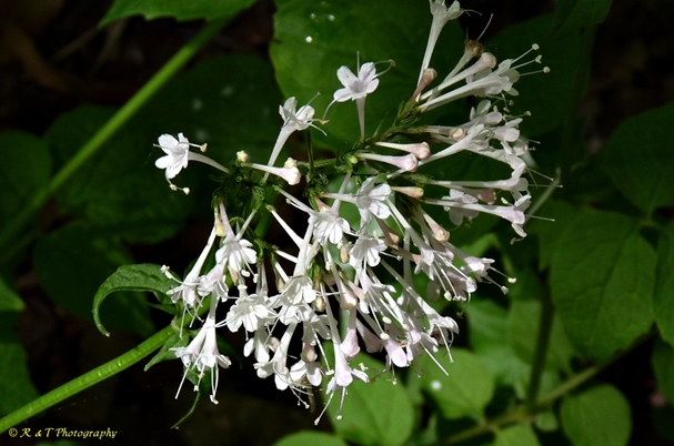 {Valeriana pauciflora}